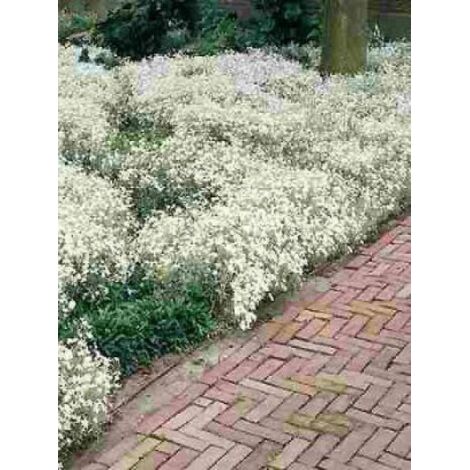 Cerastium tomentosum 'Yoyo' Godet de 8/9 cm