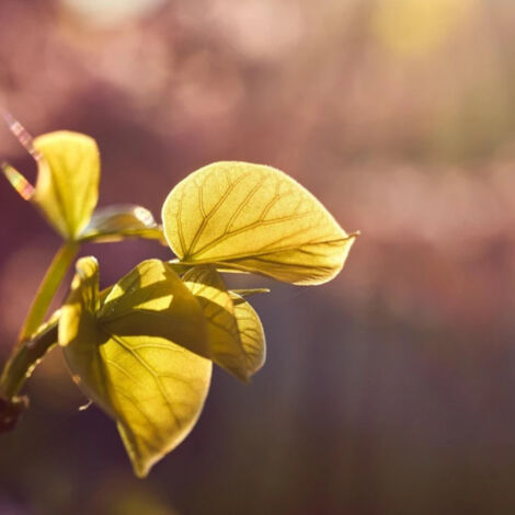 Cercis du Canada Golden Falls® 'NC2015 12', Arbre de Judée, Gainier du Canada/Pot de 15L - Baliveau