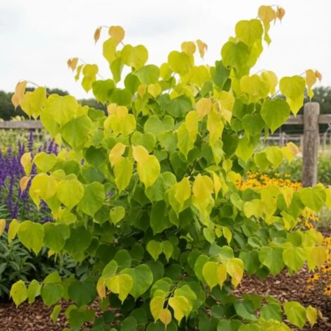 Cercis du Canada Hearts of Gold, Arbre de Judée, Gainier du Canada/Pot de 15L - Baliveau