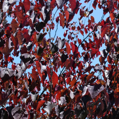 Cercis du Canada Merlot, Arbre de Judée, Gainier du Canada/Pot de 15L - Baliveau