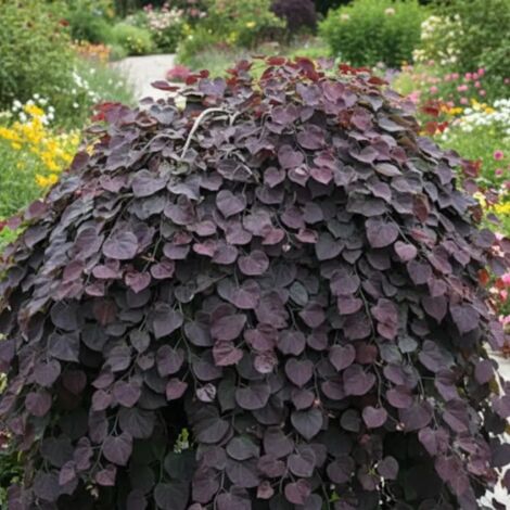 Cercis du Canada Ruby Falls®, Arbre de Judée, Gainier du Canada/Pot de 15L - Baliveau