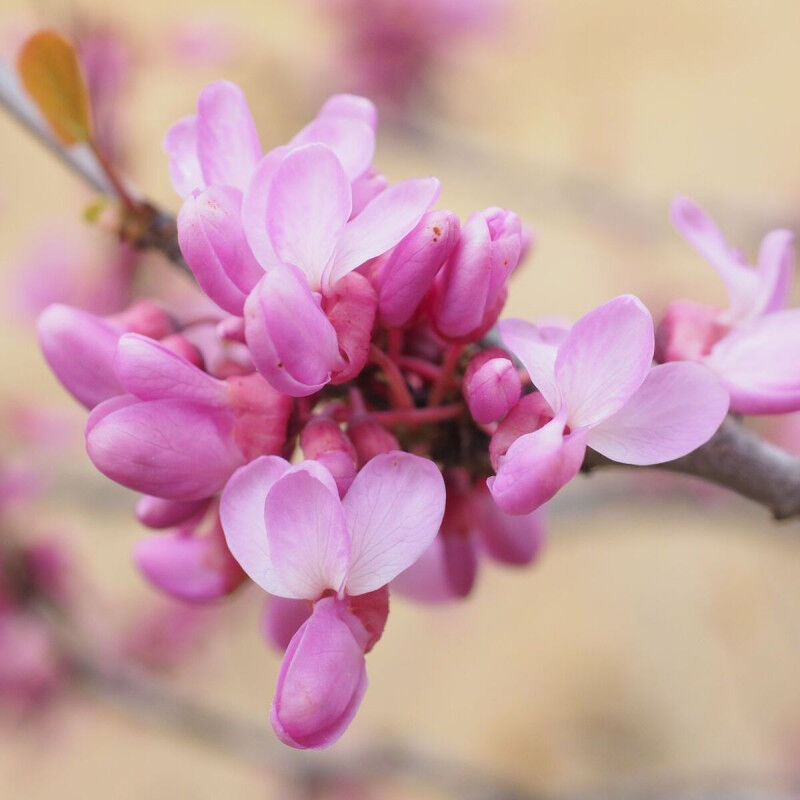 Cercis, Gainier du Canada, Arbre de Judée/Pot de 20L
