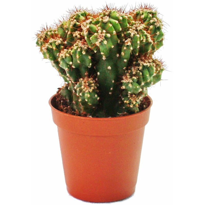 Exotenherz - Cereus peruvianus monstr - cactus de roche - en pot de 8,5cm