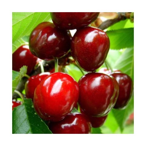 

Cerezo var.bing - Prunus avium - 10Litros