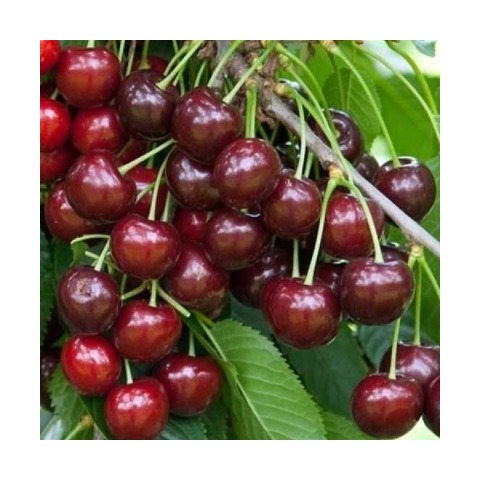 

Cerezo var.lapins - Prunus avium - 10Litros