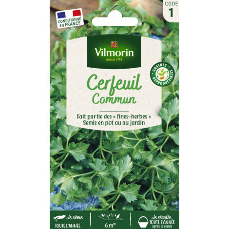 Cerfeuil Commun Vilmorin