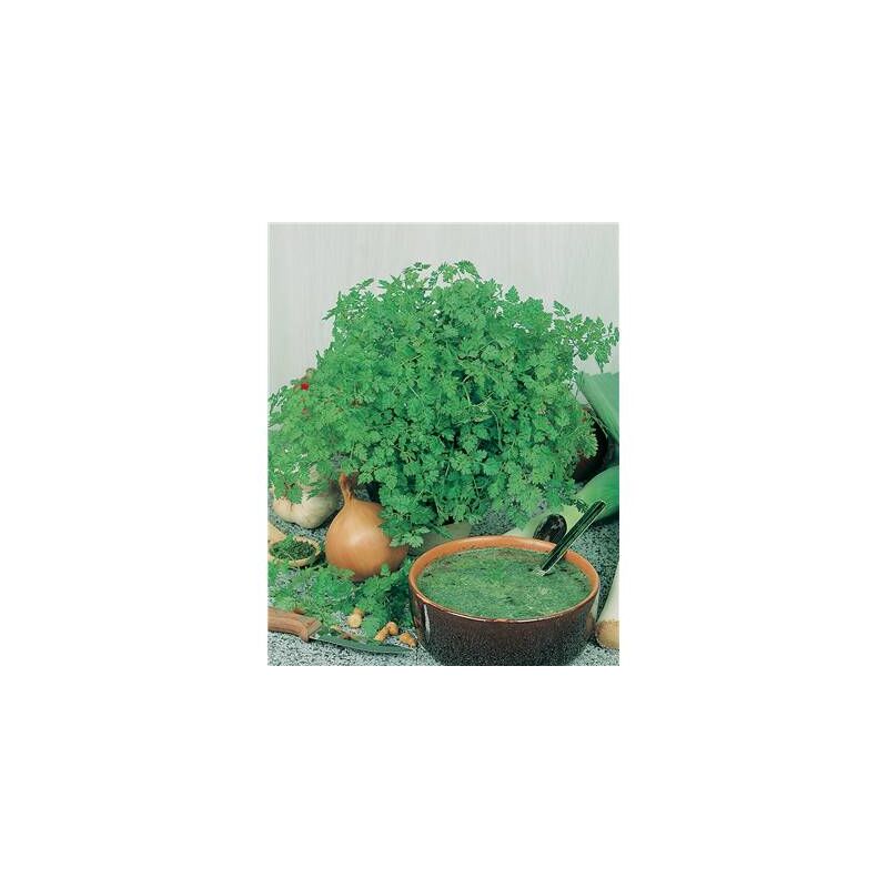CERFEUIL D'HIVER - Graines de légumes - 10 G