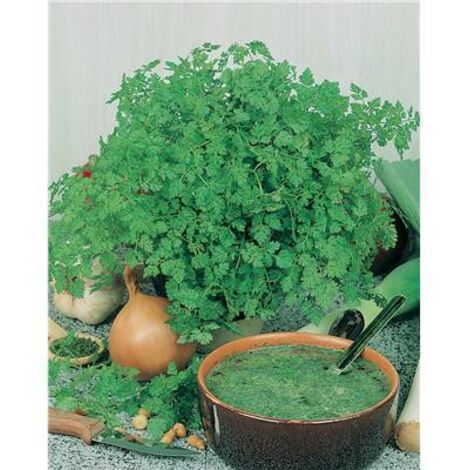 CERFEUIL D'HIVER - Graines de légumes - 10 G