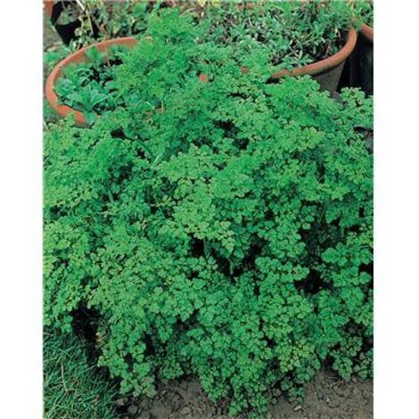 CERFEUIL FRISE - Graines de légumes - 10 G
