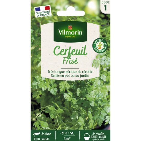 Cerfeuil Frisé Vilmorin