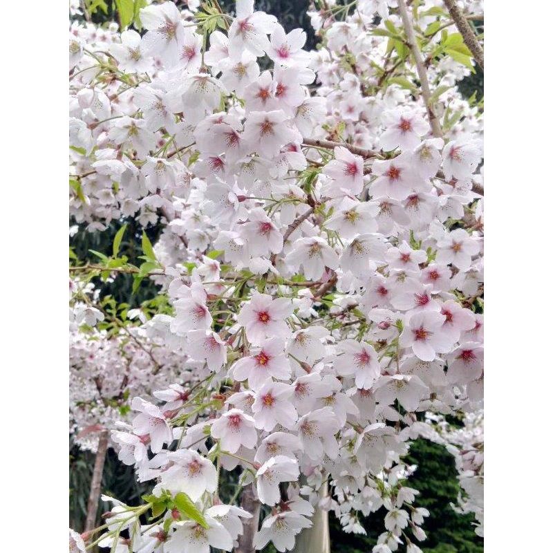 Le Jardin Du Pic Vert - Cerisier à fleur yedoensis Pot de 12L/15L