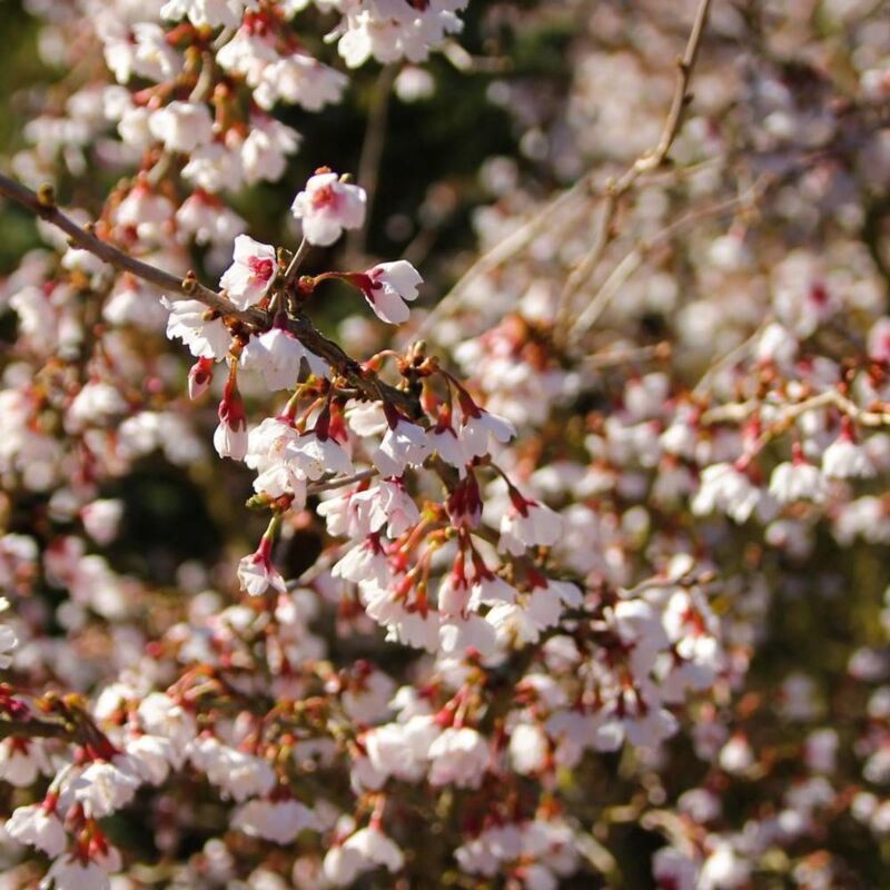 Clematite.net - Cerisier à fleurs du Japon Kojo no mai/Pot de 4L - Rose