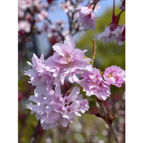 Cerisier à fleurs 'Oshidori' Pot de 2L/3L