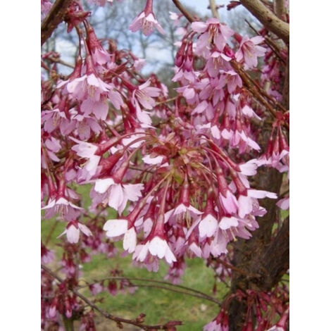 Cerisier à grappes 'Okame' Pot de 4L/5L