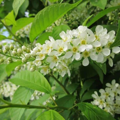 Cerisier à Grappes (Prunus Padus)