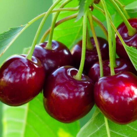 PÉPINIÈRES NAUDET Cerisier bigarreau 'Van' (Prunus avium 'Van')