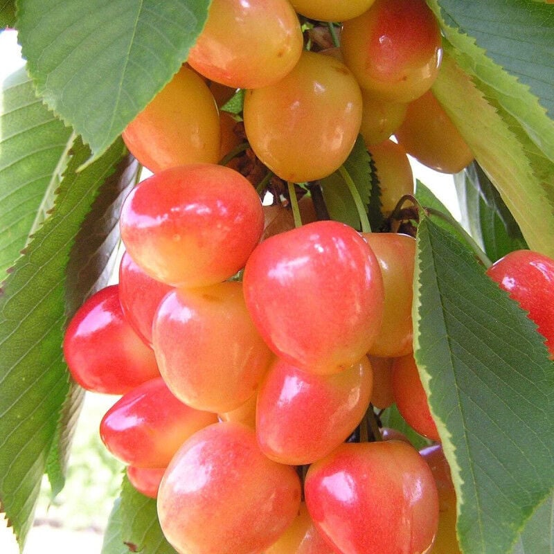 Cerisier Bigarreau Napoleon/Pot de 10L