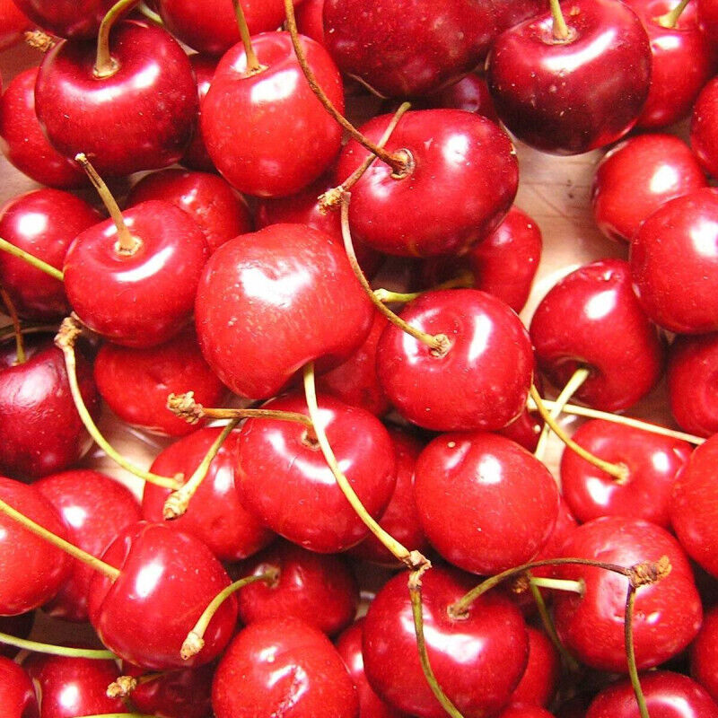 Plantes Avenue - Cerisier Bigarreau Reverchon/Pot de 10L