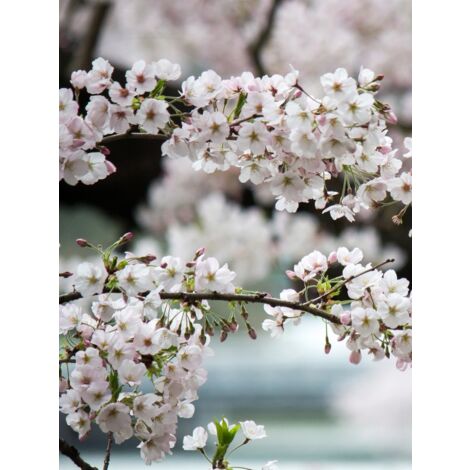 Cerisier du Japon 'Brillant' Pot de 4L/5L, Tige