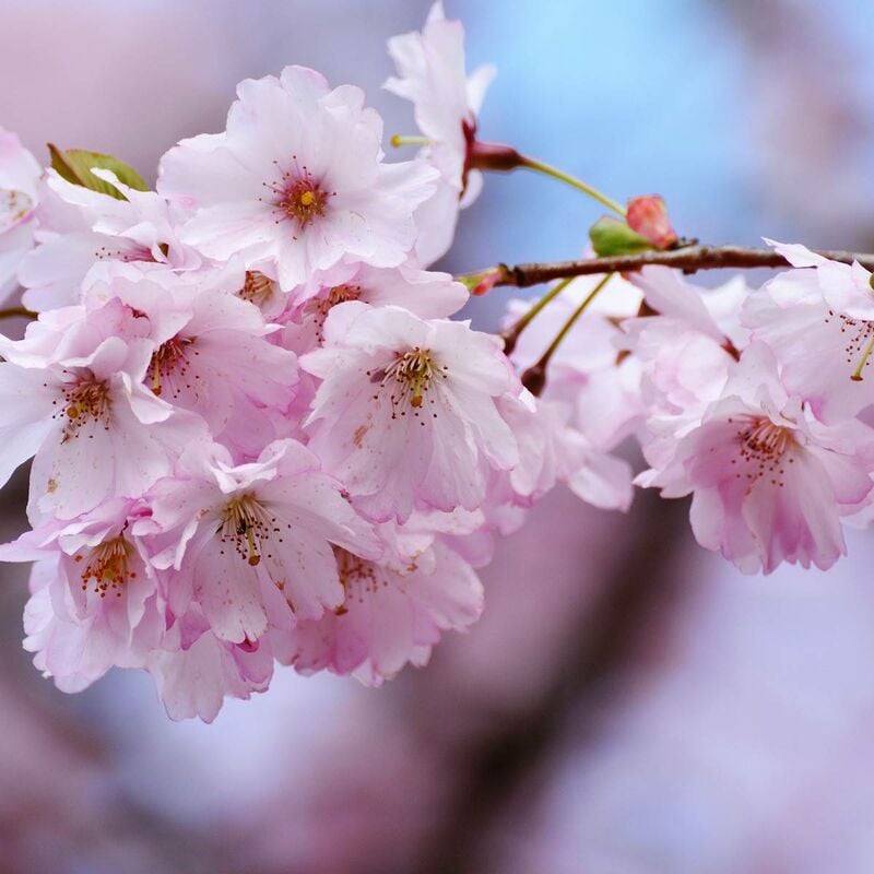 Cerisier du Japon Kiku Shidare Zakura/Pot de 15L - Rose