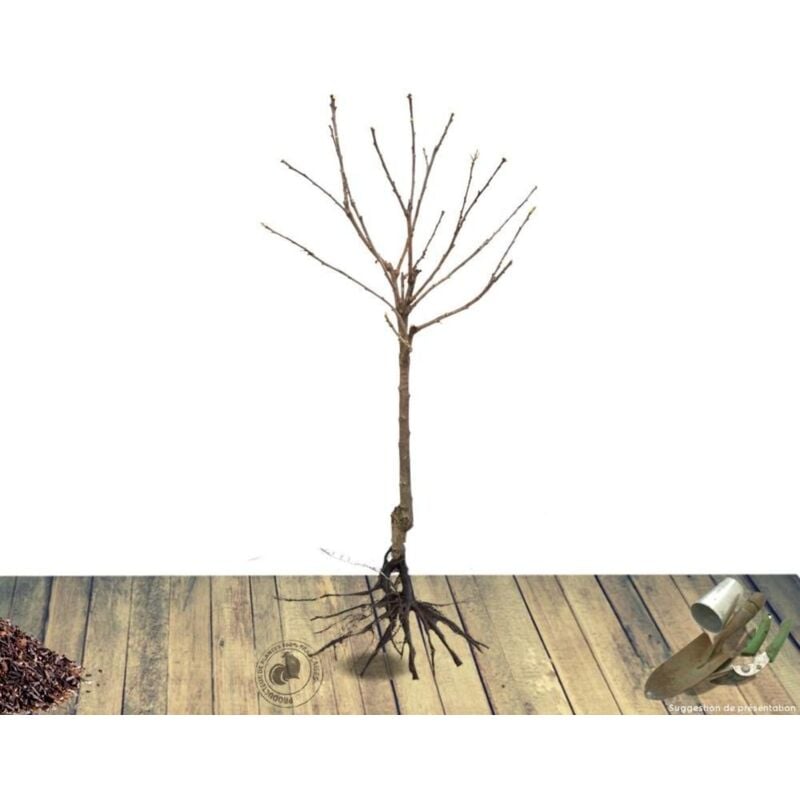 Cerisier racines nues Bigarreau Burlat/Racines nues - Blanche