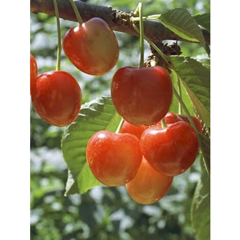 Cerisier 'Rainier' Pot de 7,5L/10L, Gobelet