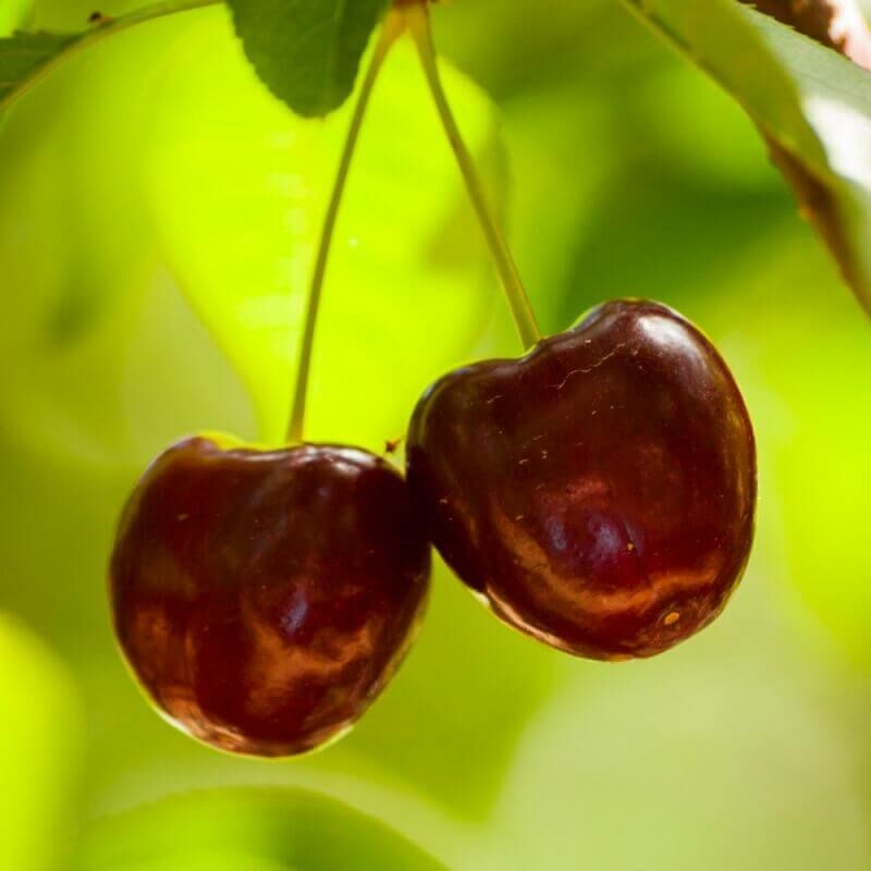 Pepinières Naudet - Cerisier Sunburst bio (Prunus avium) - Scion de 100 à 150cm