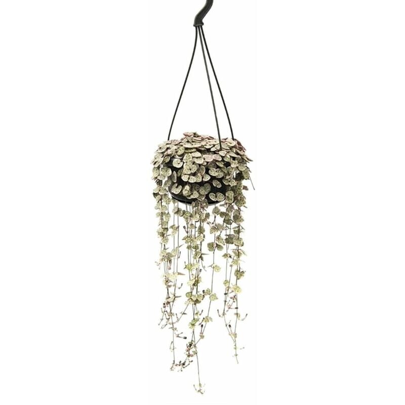 Plant In A Box - Ceropegia Woodii - Plante lanterne chinoise - Pot 14cm - Hauteur 10-20cm - Rose