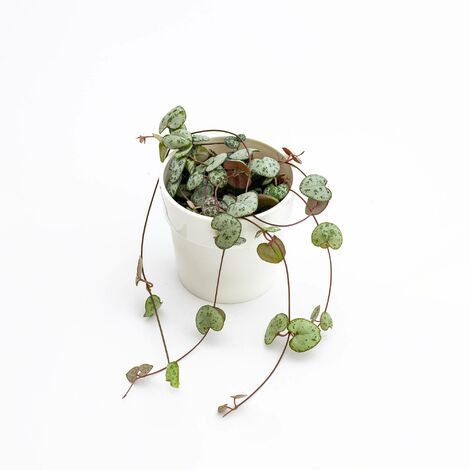 Ceropegia woodii - Ø 9 cm