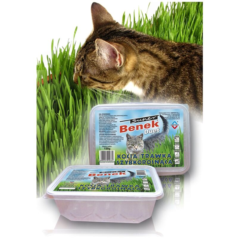 10319 semence d'herbe à chat - Certech
