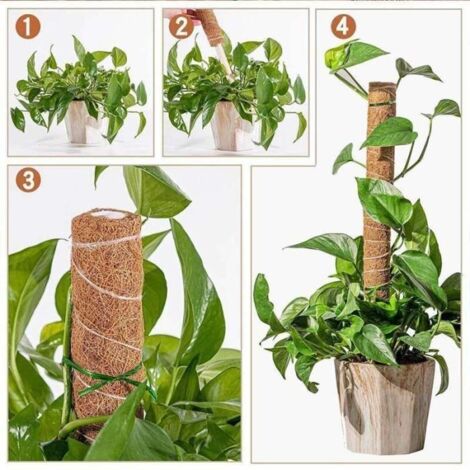 CH06120-Bâtons de palmier en coco pour plantes grimpantes. Totem de jardin. poteau en mousse. Support de vigne pour plantes grimpa