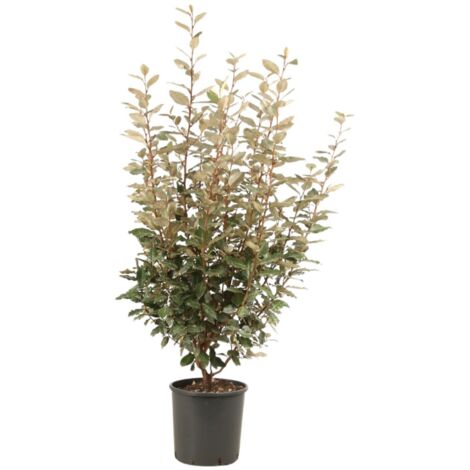 Chalef compact - Elaeagnus ebbingei Compacta 80cm en pot
