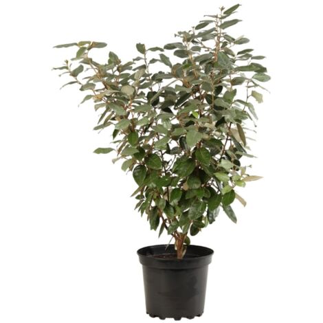 Chalef - Elaeagnus ebbingei 80cm en pot