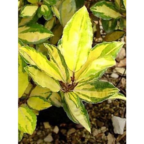 Chalef 'Eleador'® Pot de 7,5L/10L