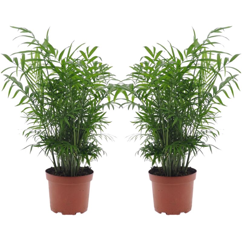 Plant In A Box - Chamaedorea elegans - Set de 2 - Pot de 17cm - Hauteur de 50-60cm - Vert