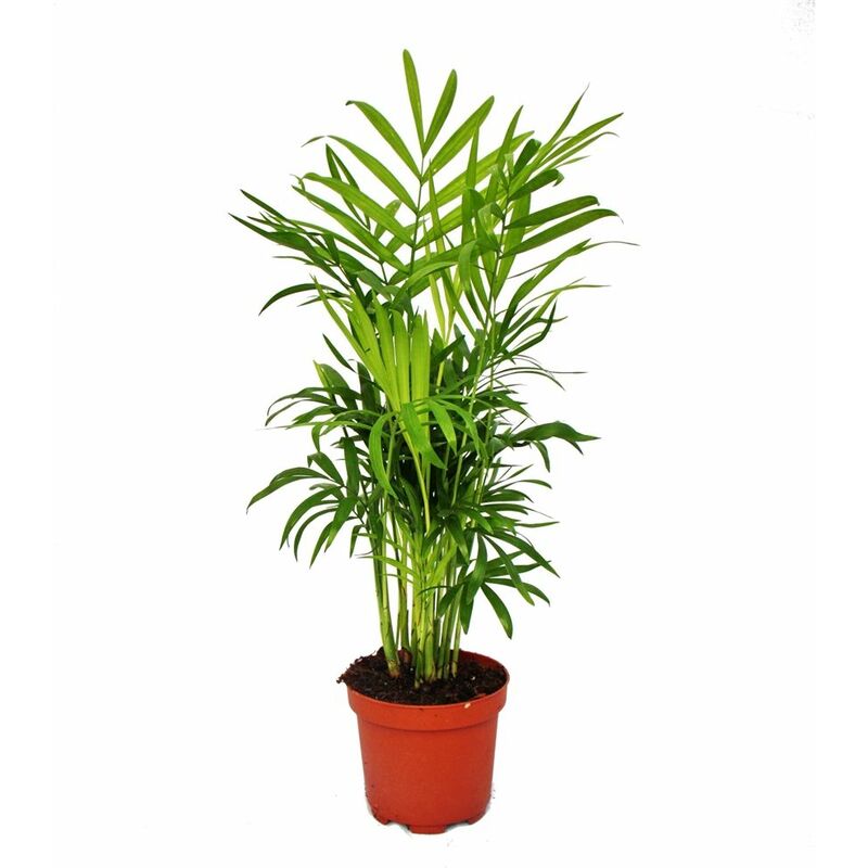 Chamaedorea elegans - palmier de montagne - 3 plantes en pot de 12cm