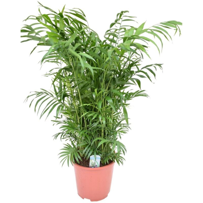 Plant In A Box - Chamaedorea elegans - Palmier de salon - Pot de 20cm - Hauteur de 80-90cm - Vert