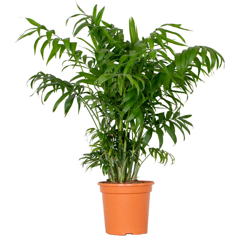 Bloomique - Chamaedorea Elegans – Palmier nain mexicain – Palmier – Facile d'entretien – ⌀18 cm - ↕70-80 cm - Green