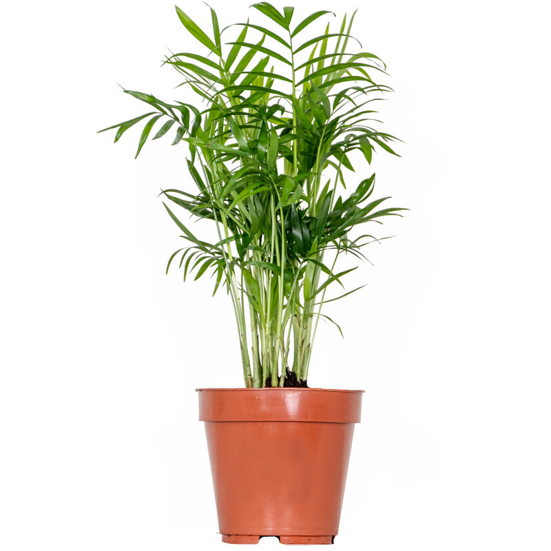 Bloomique - Chamaedorea Elegans – Palmier nain mexicain – Palmier – Peu d'entretien – ⌀12 cm - ↕35-45 cm - Green