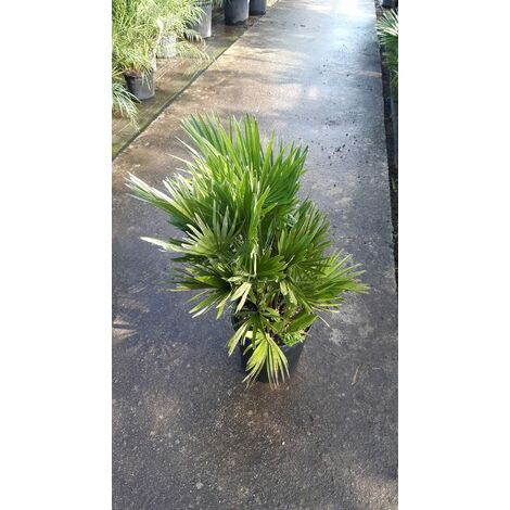 Chamaerops Humilis Compacta