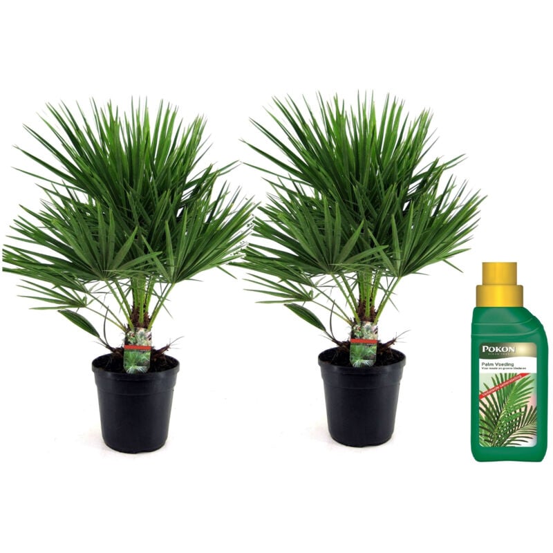 Plant In A Box - Palmier nain - Set de 2 - Chamaerops humilis - Hauteur 70-80cm - ⌀21cm