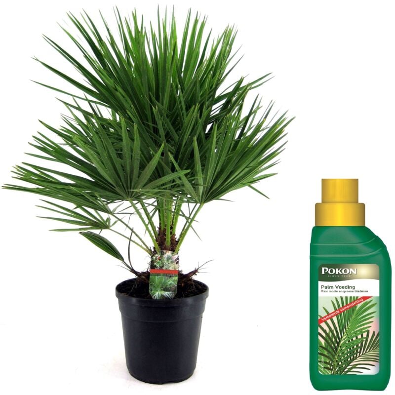 Plant In A Box - Palmier nain - Chamaerops humilis - Hauteur 70-80cm - ⌀21cm