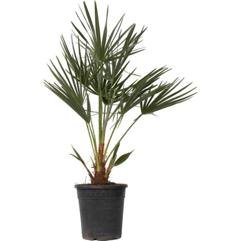 Chamaerops Humilis - Palmier nain européen - Pot 21cm - Hauteur 70-80cm