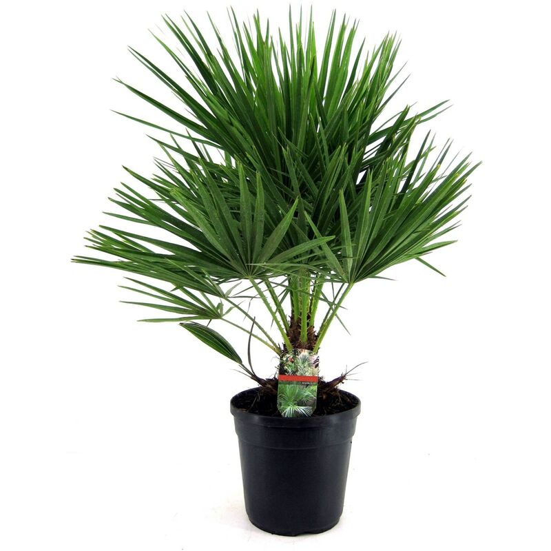 Plant In A Box - Chamaerops Humilis - Palmier nain européen - Pot 21cm - Hauteur 70-80cm - Vert