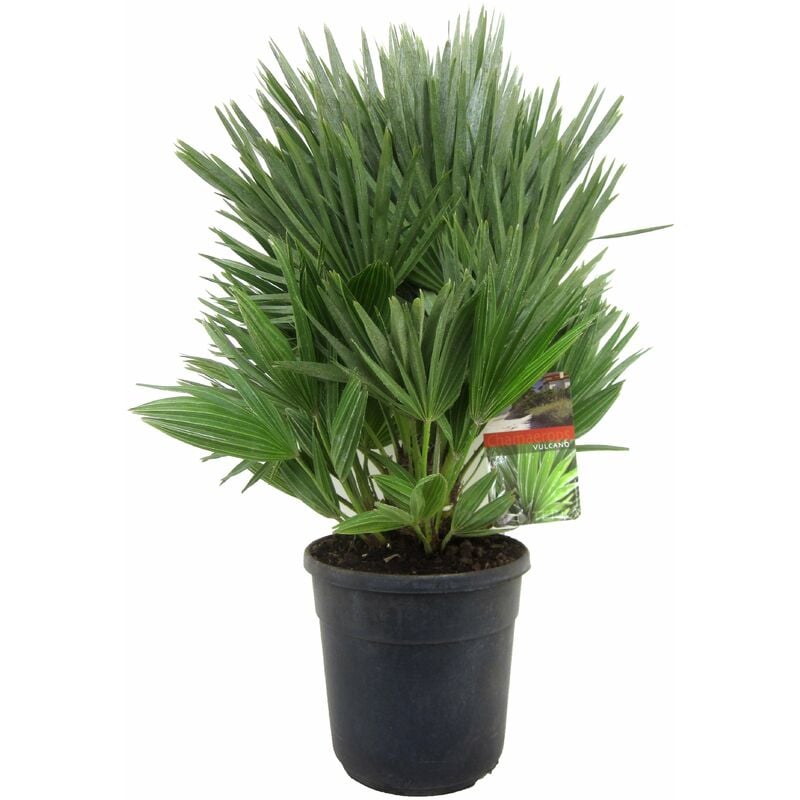 Plant In A Box - Chamaerops 'Vulcano' - Palmier nain rustique - Pot 24cm - Hauteur 55-65cm - Vert