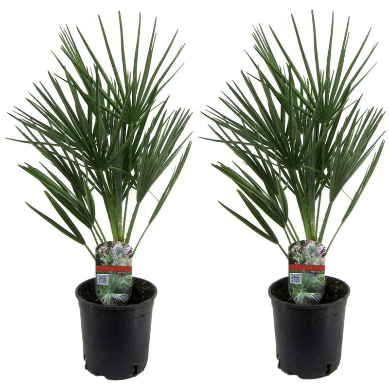 Plant In A Box - Chamaerops Humilis - Set de 2 - Palmier - Pot 15cm - Hauteur 50-60cm - Vert