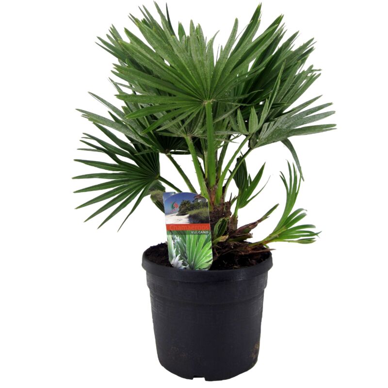 Plant In A Box - Chamaerops 'Vulcano' - Palmier nain - Pot 19cm - Hauteur 35-45cm - Vert