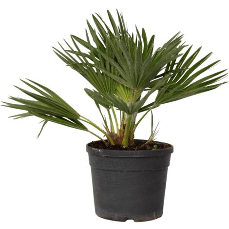 Chamaerops Vulcano - pot ⌀19cm - H.40-60cm (hauteur pot incluse)