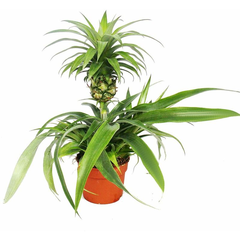 Exotenherz - Champaca à l'ananas - plante d'intérieur ornementale à l'ananas