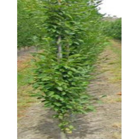 Charme colonnaire 'A. Beeckman' Pot de 3L/4L